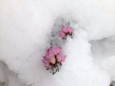 Photographie intitulée "la neige" par Véré Angélique, Œuvre d'art originale, Photographie numérique