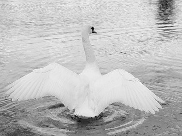 Photographie intitulée "Le Cygne" par Véré Angélique, Œuvre d'art originale, Photographie numérique