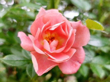 Photographie intitulée "Rose des haies" par Véré Angélique, Œuvre d'art originale, Photographie numérique