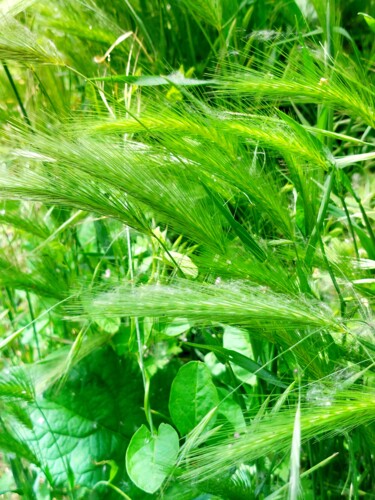 Fotografie getiteld "Hordeum murinum" door Véré Angélique, Origineel Kunstwerk, Digitale fotografie