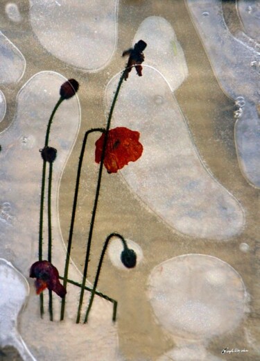 Fotografia intitolato "Yl fiore spezzato" da Angelo Mazzoleni, Opera d'arte originale