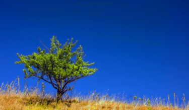 摄影 标题为“Tree in the sky” 由Angelo Paternò, 原创艺术品, 数码摄影