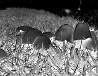 Photography titled "Mushroom" by Angelo Di Pietrantonio, Original Artwork