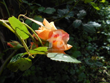 Fotografia intitolato "rose délicate" da Angusine, Opera d'arte originale, Fotografia digitale
