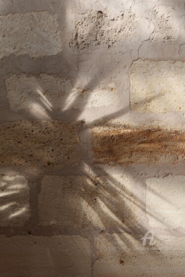 Фотография под названием "Yucca" - Anh Luz, Подлинное произведение искусства, Не манипулируемая фотография