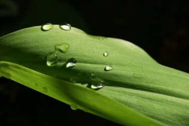 Photography titled "Green Leaf" by Anh-Tuan Le, Original Artwork