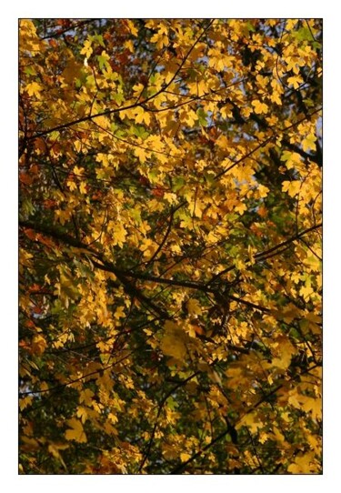 Photographie intitulée "Fall Colors" par Anh-Tuan Le, Œuvre d'art originale