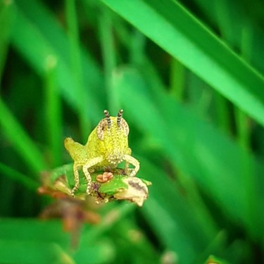 Photography titled "Macro Grasshopper" by Ânia Cinara, Original Artwork, Non Manipulated Photography