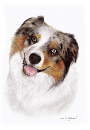 Pintura intitulada "Australian Shepherd…" por Danguole Serstinskaja, Obras de arte originais, Óleo