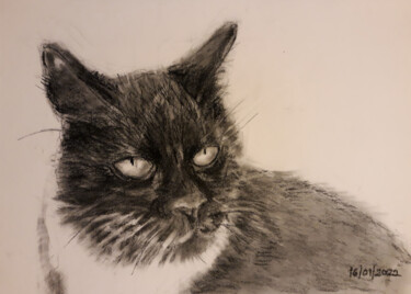 Drawing titled "The Cat 16/01/2022" by Animesh Roy, Original Artwork, Charcoal