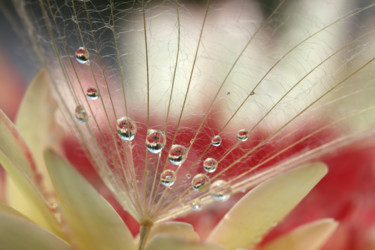 Photographie intitulée "Symbiosis" par Sonja, Œuvre d'art originale