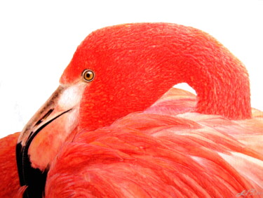 Malerei mit dem Titel "Flamingo" von Anita Burnaz, Original-Kunstwerk, Aquarell