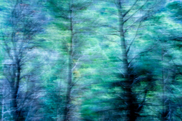 Fotografía titulada "Il bosco di Casabol…" por Anna Fici, Obra de arte original, Fotografía digital