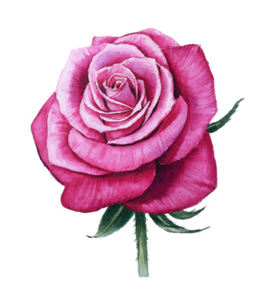 Картина под названием "Pink Rose Watercolor" - Anna Inozemtseva, Подлинное произведение искусства, Акварель
