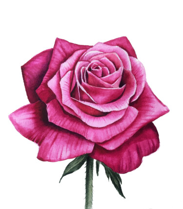 Pittura intitolato "Watercolor Rose" da Anna Inozemtseva, Opera d'arte originale, Acquarello