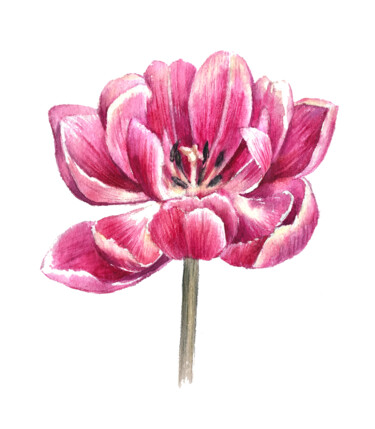 Painting titled "Tulip Flower" by Anna Inozemtseva, Original Artwork, Watercolor