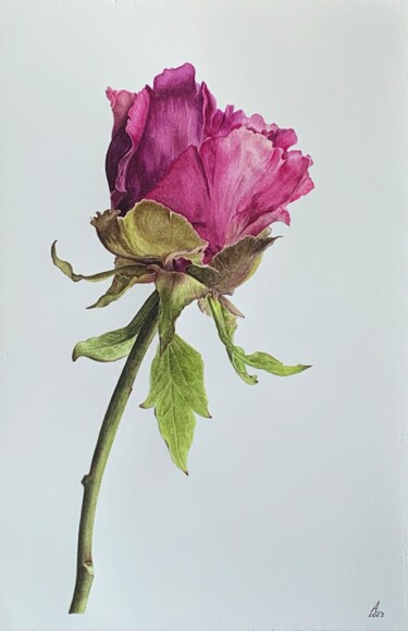 Painting titled "Peony bud" by Anna Levchuk, Original Artwork, Watercolor