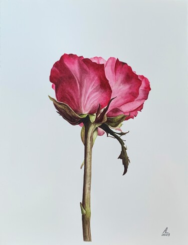 Peinture intitulée "Rose" par Anna Levchuk, Œuvre d'art originale, Aquarelle
