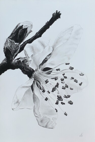 Painting titled "Plum blossom" by Anna Levchuk, Original Artwork, Graphite