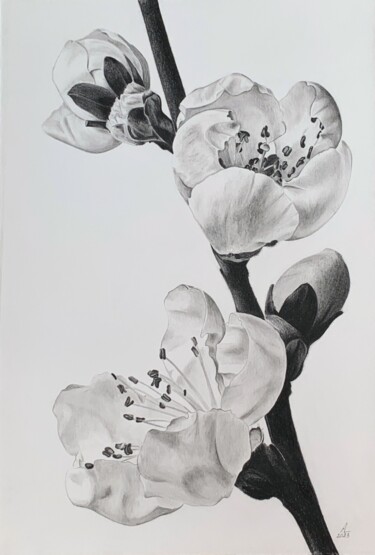 Schilderij getiteld "Plum blossom branch" door Anna Levchuk, Origineel Kunstwerk, Grafiet