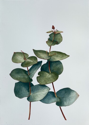 Painting titled "Eucalyptus" by Anna Levchuk, Original Artwork, Watercolor