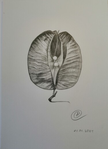 Картина под названием "Сухие плоды 1" - Анна Махова, Подлинное произведение искусства, Карандаш