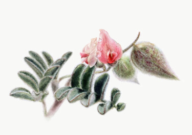 Painting titled "Astragalus L." by Anna Samoilichenko, Original Artwork, Watercolor