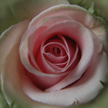 Digital Arts titled "pink rose 5" by Anna Zosch, Original Artwork, 2D Digital Work