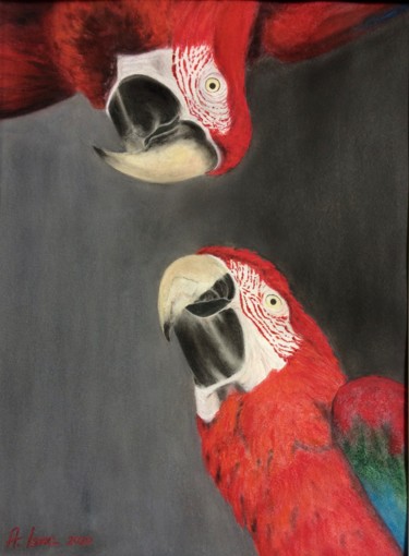 Schilderij getiteld "Scarlet macaw" door Anna Isaac, Origineel Kunstwerk, Pastel