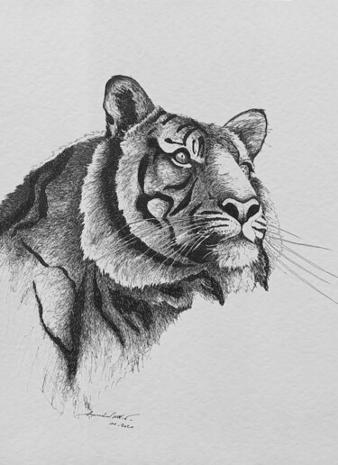 Dessin intitulée "Tigre" par Annabel Klein, Œuvre d'art originale, Encre