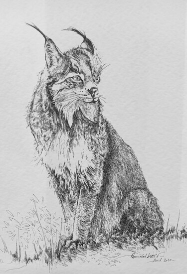 Dessin intitulée "Lynx" par Annabel Klein, Œuvre d'art originale, Encre