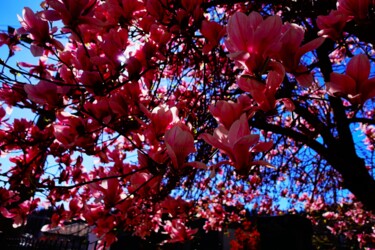 Fotografie getiteld "Spring" door Annalisa Manzini (Lisa77photos), Origineel Kunstwerk, Digitale fotografie