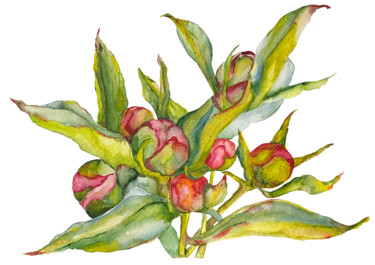 Desenho intitulada "Botanical Artwork N…" por Anna Lyashenko, Obras de arte originais, Aquarela
