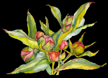 Pittura intitolato "Botanical Artwork N…" da Anna Lyashenko, Opera d'arte originale, Acquarello