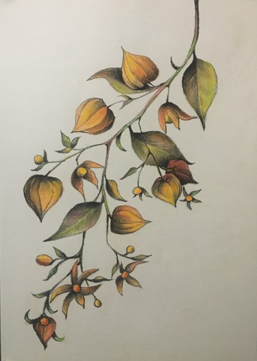 Painting titled "Physalis blossom" by Hanna Taranishyna, Original Artwork, Pastel