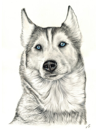 Рисунок под названием "Husky" - Anne Adam (Artifucktion), Подлинное произведение искусства, Цветные карандаши