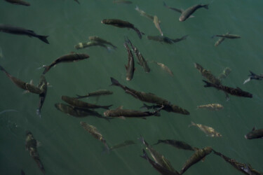 Photographie intitulée "Banc de poissons" par Anne Dieste, Œuvre d'art originale, Photographie numérique