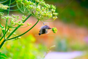 Photographie intitulée "Le bonheur est lége…" par Anne D'Orion, Œuvre d'art originale