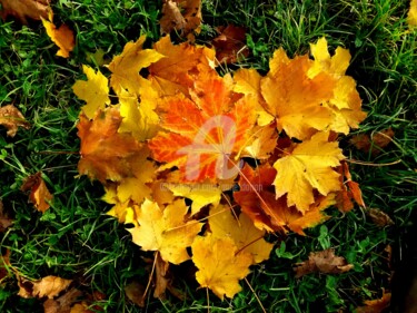 Photographie intitulée "Coeur d'automne" par Anne D'Orion, Œuvre d'art originale