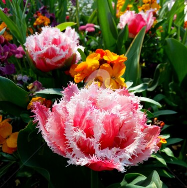 Photographie intitulée "Tulipe frangée et g…" par Anne D'Orion, Œuvre d'art originale