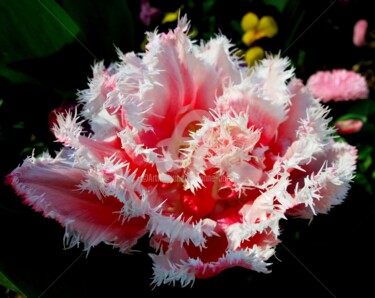 Fotografie mit dem Titel "Tulipe rose frangée" von Anne D'Orion, Original-Kunstwerk