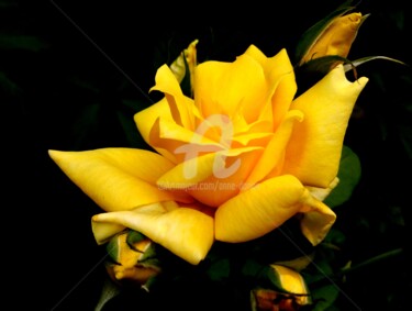 Фотография под названием "Roses jaune" - Anne D'Orion, Подлинное произведение искусства