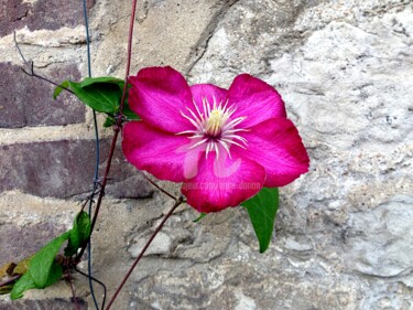 Photography titled "Clématite et rocail…" by Anne D'Orion, Original Artwork