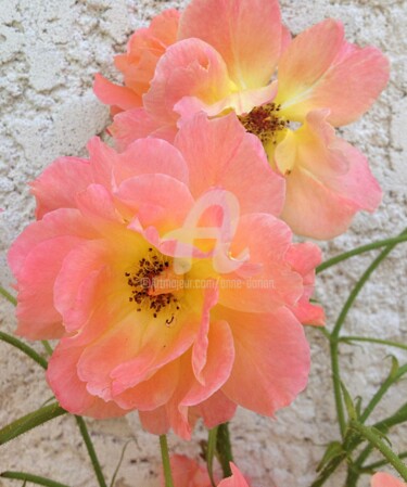 Fotografie getiteld "Rose, pastel naturel" door Anne D'Orion, Origineel Kunstwerk