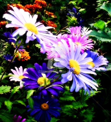 Photographie intitulée "Marguerites" par Anne D'Orion, Œuvre d'art originale