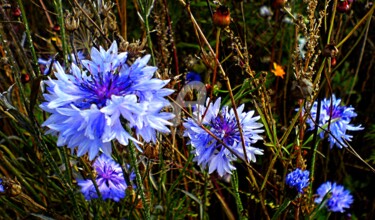 Photographie intitulée "Bleus sauvages" par Anne D'Orion, Œuvre d'art originale