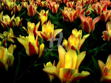 Photographie intitulée "Tulipes, magie des…" par Anne D'Orion, Œuvre d'art originale