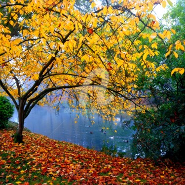 Photographie intitulée "L'automne au bord d…" par Anne D'Orion, Œuvre d'art originale