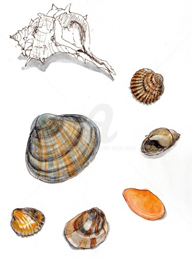 Drawing titled "coquillages à Canet…" by Anne-Marie Mary, Original Artwork, Watercolor
