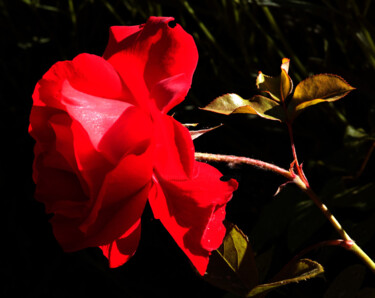 数字艺术 标题为“204-05-18-rose.jpg” 由Anne Marie Mazzocchi, 原创艺术品, 照片蒙太奇